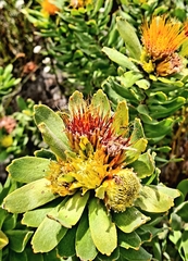 Leucospermum oleifolium