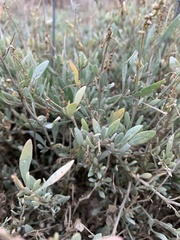 Atriplex portulacoides