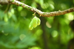 Averrhoa bilimbi