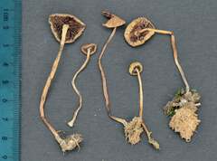 Psilocybe fimetaria