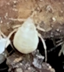 Eucallipterus tiliae