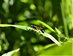 Sceliphron madraspatanum