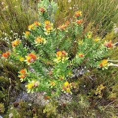 Leucospermum oleifolium