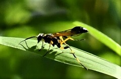 Sceliphron madraspatanum