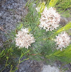 Serruria ascendens