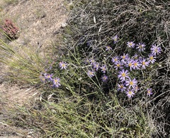 Olearia magniflora