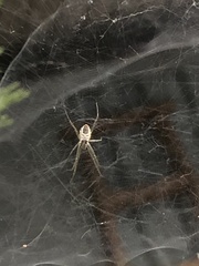 Cyrtophora cicatrosa