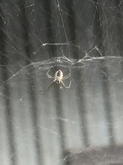 Cyrtophora cicatrosa