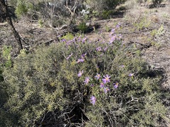 Olearia magniflora