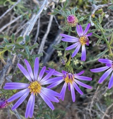 Olearia magniflora