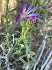 Olearia magniflora