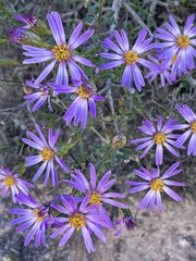 Olearia magniflora