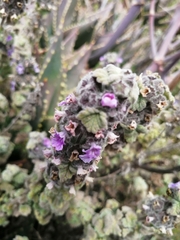 Pseudodictamnus africanus