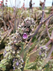 Pseudodictamnus africanus