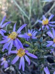 Olearia magniflora