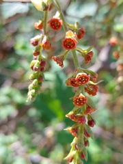 Ribes magellanicum