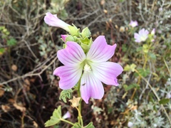 Malva weinmanniana