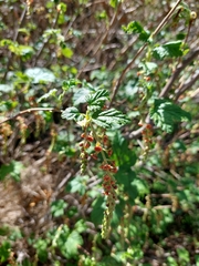 Ribes magellanicum