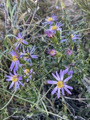 Olearia magniflora
