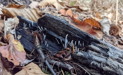 Xylaria polymorpha
