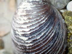 Corbicula fluminea