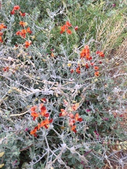 Swainsona stipularis