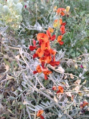 Swainsona stipularis