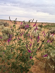 Cullen australasicum