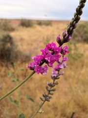 Cullen australasicum