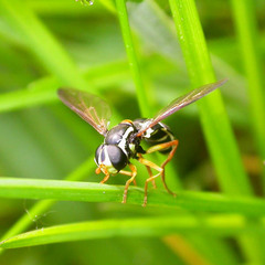 Xanthogramma citrofasciatum