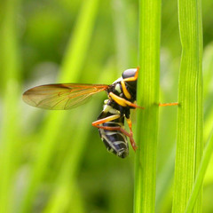 Xanthogramma citrofasciatum