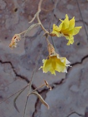 Goodenia pinnatifida