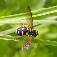 Xanthogramma citrofasciatum