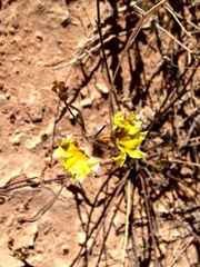 Goodenia pinnatifida