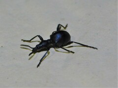 Brentidae