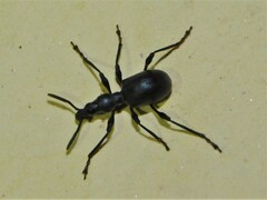 Brentidae