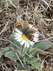 Aricia agestis