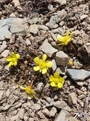 Ranunculus enysii