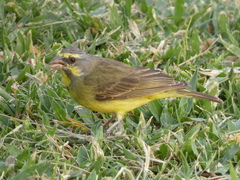 Crithagra mozambica