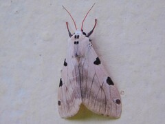 Disparctia vittata