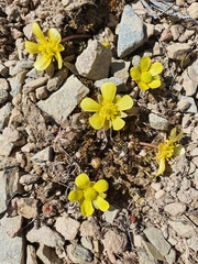 Ranunculus enysii