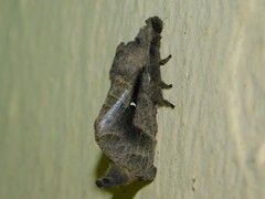 Bombycopsis nigrovittata
