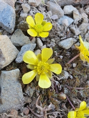 Ranunculus enysii