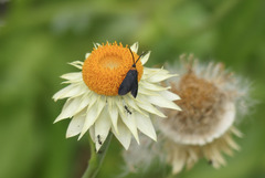 Pollanisus subdolosa