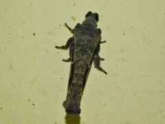 Bombycopsis nigrovittata