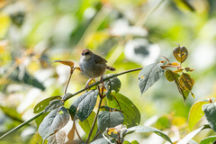 Cisticola chubbi