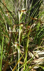 Lyperanthus serratus