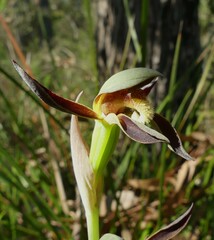 Lyperanthus serratus