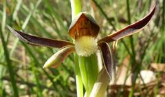 Lyperanthus serratus