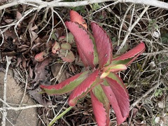 Kalanchoe sexangularis